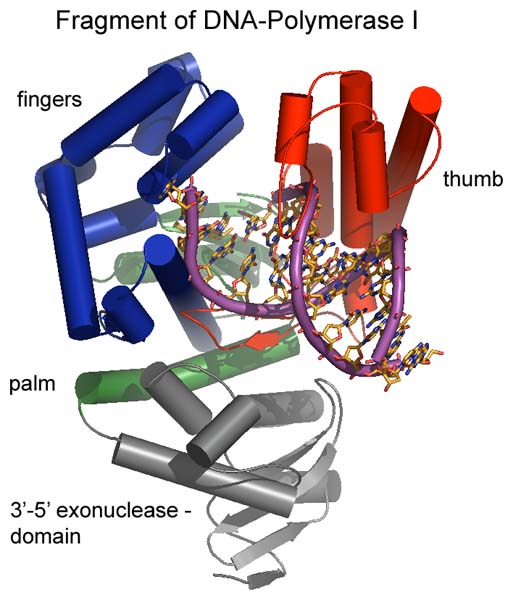 File:Poly I structure.jpg
