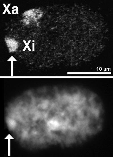 File:Sd4hi-unten-crop.jpg
