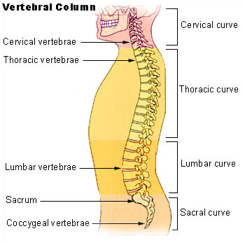 File:Illu vertebral column.jpg
