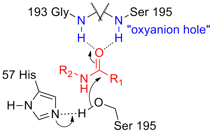 File:Serine protease oxyanion hole.png