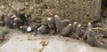 Thumbnail for version as of 13:40, 8 June 2026