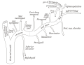 Pterygoid branches of maxillary artery