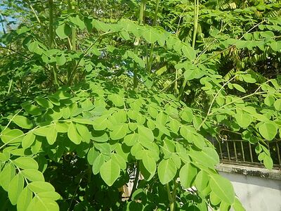 Moringa leaves