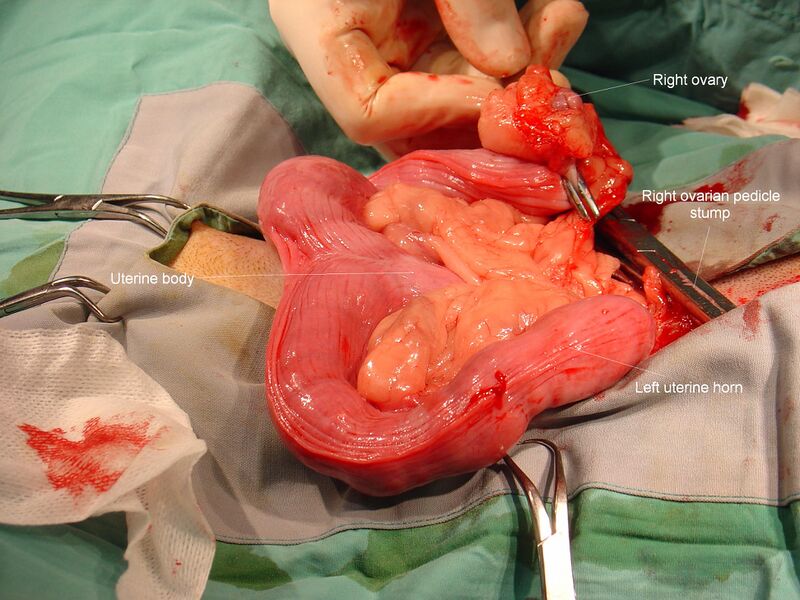 File:Pyometra annotated.JPG
