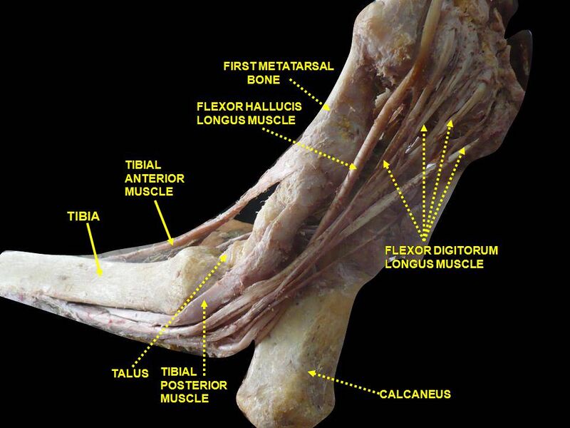 File:Slide2BER.JPG