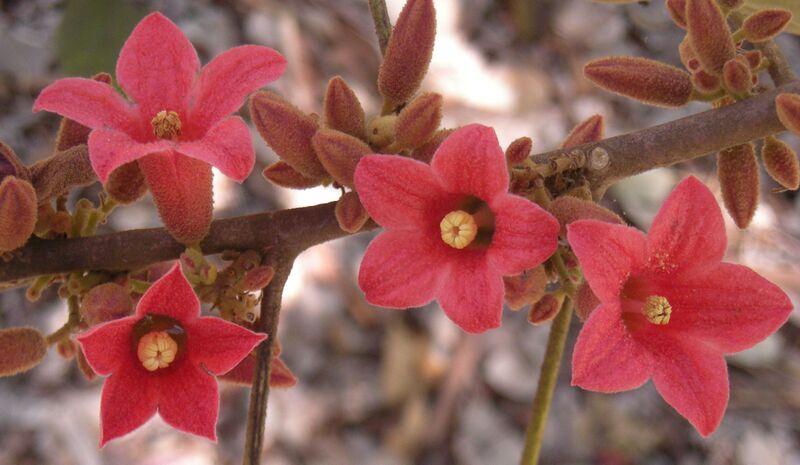 File:Brachychiton bidwillii flowers.jpg