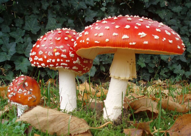 File:2006-10-25 Amanita muscaria crop.jpg