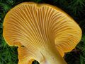 Cantharellus cibarius detail
