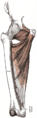 Muscles of the pelvic region