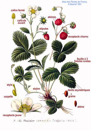 File:103 Fragaria vesca L.jpg
