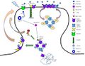 Regulation of AMPAR trafficking