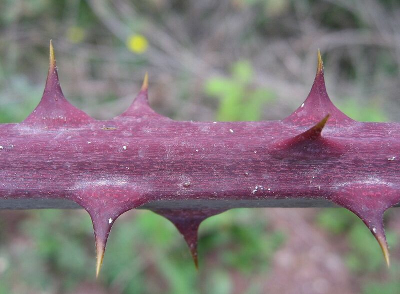 File:Aculi.jpg