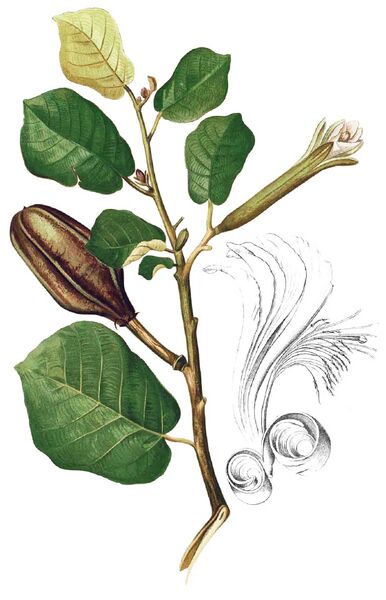 File:Pterospermum diversifolium Blanco1.182-cropped.jpg