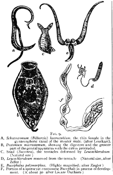 File:TrematodesFig9 EncBrit1911.png