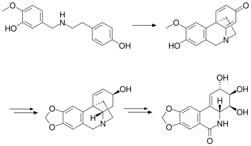 File:Biosynthesis of narciclasine.svg