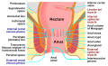 Diagram of human anus