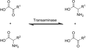 File:Transaminierung.svg