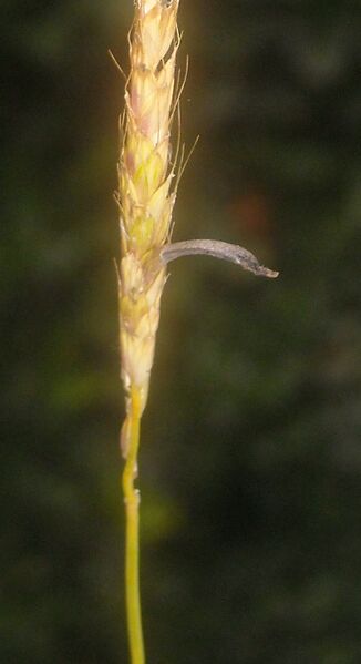 File:Alopecurus claviceps 2.JPG
