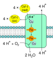 Cytochrome c oxidase complex (Complex IV)