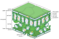 Structure of leaf tissue including epidermis