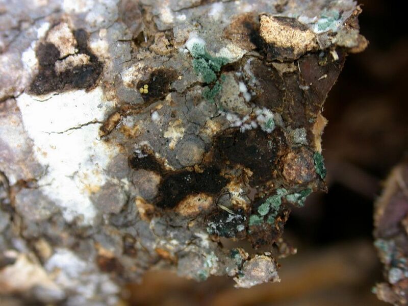 File:Trichoderma colony in nature.jpg