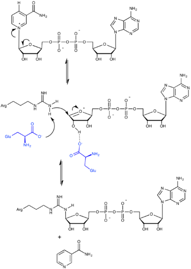 File:ADP-Ribosylation-Mechanism.png