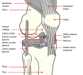 Diagram of the knee joint