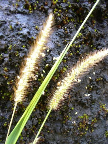 File:Starr 040713-0118 Setaria parviflora.jpg
