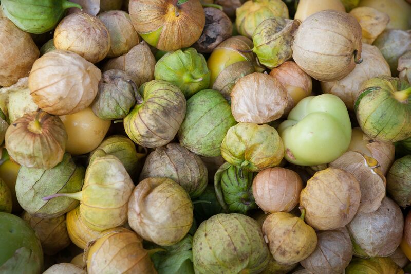 File:Tomatillos - Physalis philadelphica.jpg