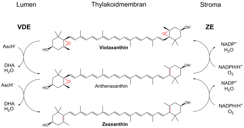 File:Violaxanthin cycle.png