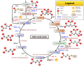 Amphibolic