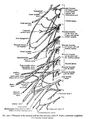 Thoracic_spinal_nerve_1