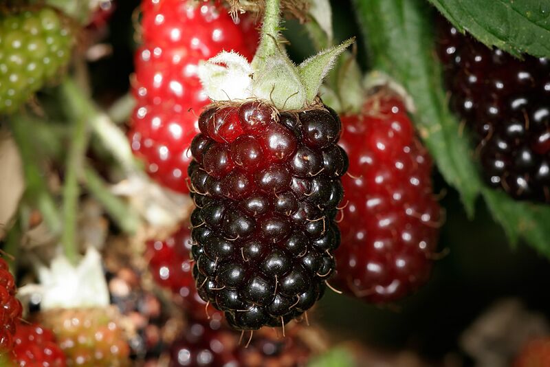 File:Boysenberries.jpg