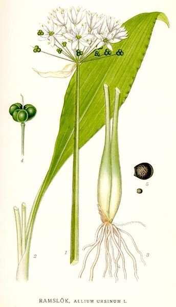 File:387 Allium ursinum.jpg