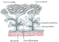Cytotrophoblast