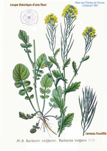 File:31 Barbarea vulgaris R.Br.jpg