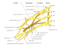 Brachial plexus