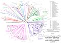 Myosin Unrooted Tree