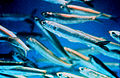 Anchovy Closeup