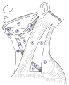 Submandibular triangle and adjacent anatomical features