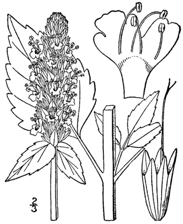 File:Agastache nepetoides drawing.png