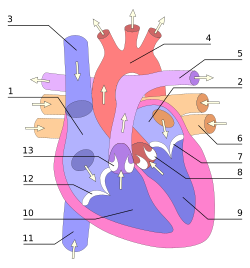 Heart