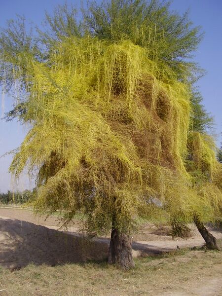 File:Cuscuta parasite plant.JPG