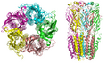Nicotinic acetylcholine receptor