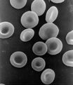 Red blood cells