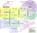 Pathway of steroidogenesis