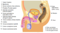 Male anatomy 1