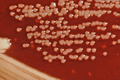 Thumbnail for version as of 03:25, 5 June 2026