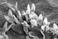 Thumbnail for version as of 03:33, 5 June 2026