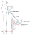 Submandibular gland